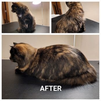 Pet grooming