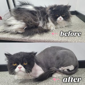 Pet grooming