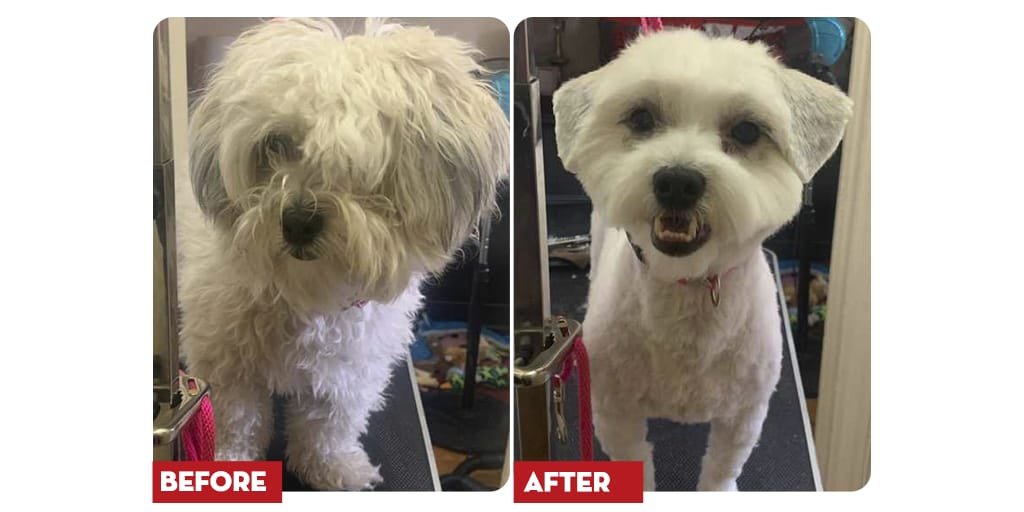 Pet grooming