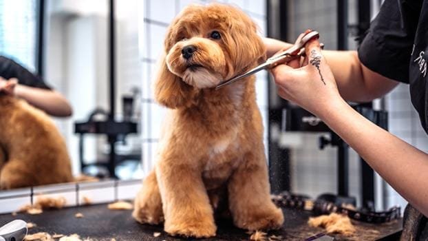 Pet grooming